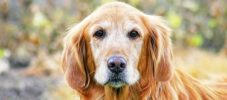 cancer du foie chez chien