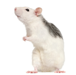 Le rat domestique, quel animal de compagnie choisir ?